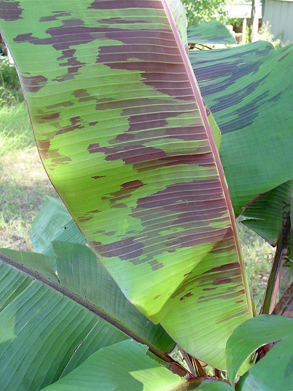 Bordelon Banana Plant (Musa) – Rare Red-Purple Ornamental Banana Tree for Edible & Tropical Gardens - Starter Plant