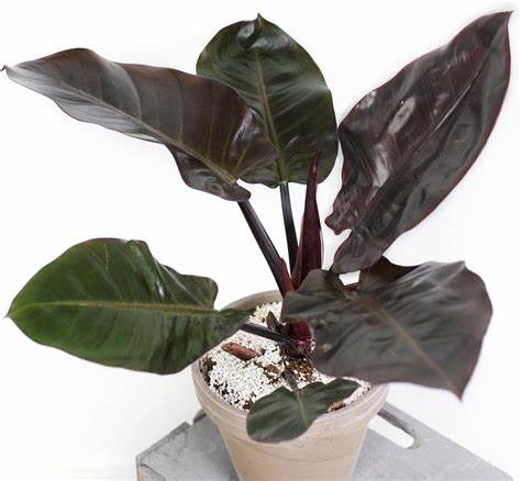 Philodendron Black Cardinal – Live Starter Plant, Rare Aroid, Dark Foliage Houseplant, Indoor Tropical Plant (No Pot)