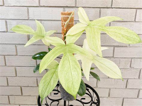 Philodendron Florida Ghost – Rare Variegated Aroid Starter Plant, Live Indoor Tropical Plant (No Pot)