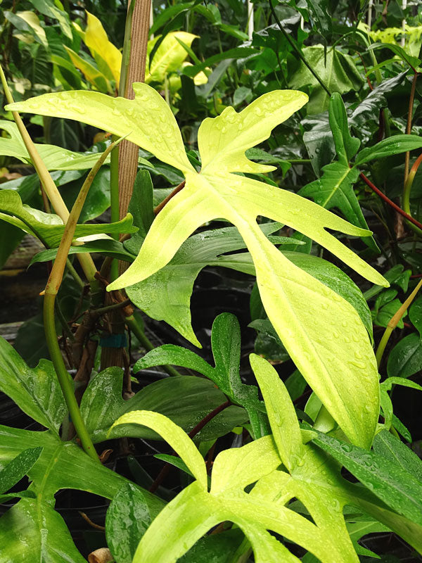 Philodendron Florida Ghost – Rare Variegated Aroid Starter Plant, Live Indoor Tropical Plant (No Pot)