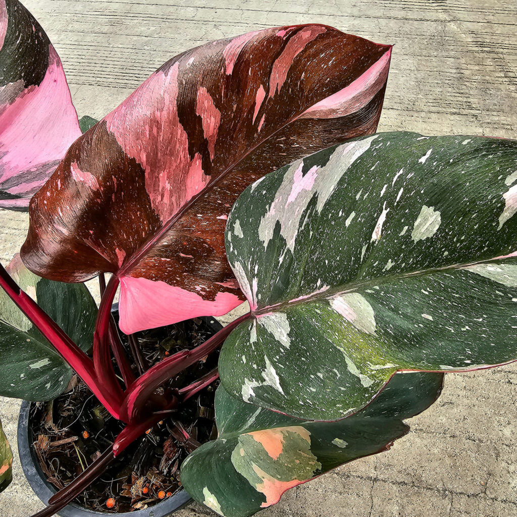 Philodendron Pink Princess Marble – Rare Variegated Aroid Starter Plant, Live Indoor Tropical Plant (No Pot)