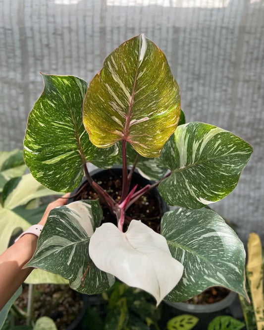 Philodendron White Knight Starter Plant – Rare Variegated Aroid, Live Houseplant, Indoor Tropical Plant, Rooted (No Pot)