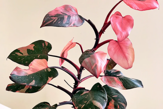 Cosmetically Blemished Pink Princess Philodendron in 4” Pot- RARE - Low Maintenance, Houseplant, Indoors, Outdoors, Can be grown anywhere