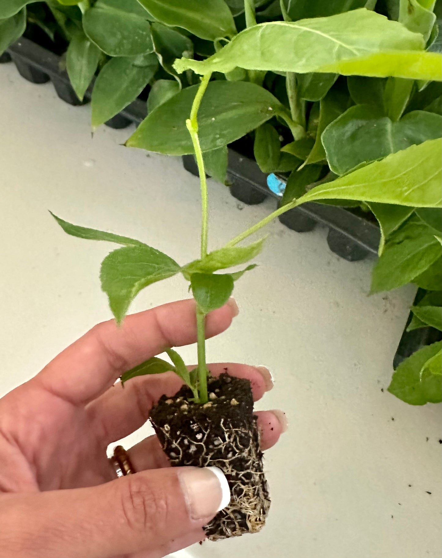 Passionfruit Purple Possom (Passiflora Edulis) Starter Plant - Fast-Growing - Edible - Tropical Vine - Hardy