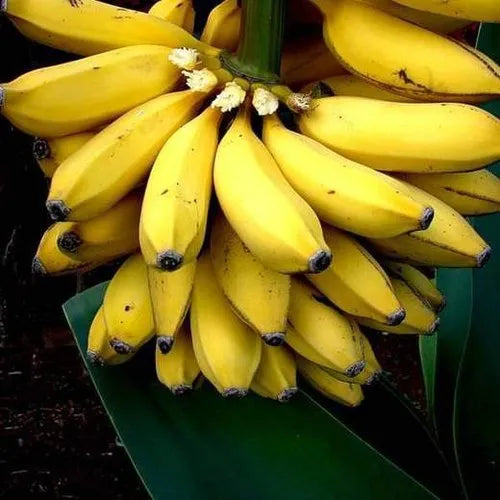 2-Pack Truly Tiny Banana Tree Starter Plant (Musa) – Dwarf Indoor Banana for Small Spaces & Containers