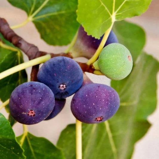 Chicago Hardy Fig Starter Plant – Cold Hardy Edible Fig Tree for Containers or Gardens