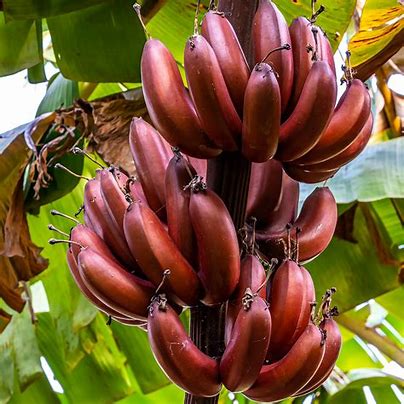 Bordelon Banana Plant (Musa) – Rare Red-Purple Ornamental Banana Tree for Edible & Tropical Gardens - Starter Plant