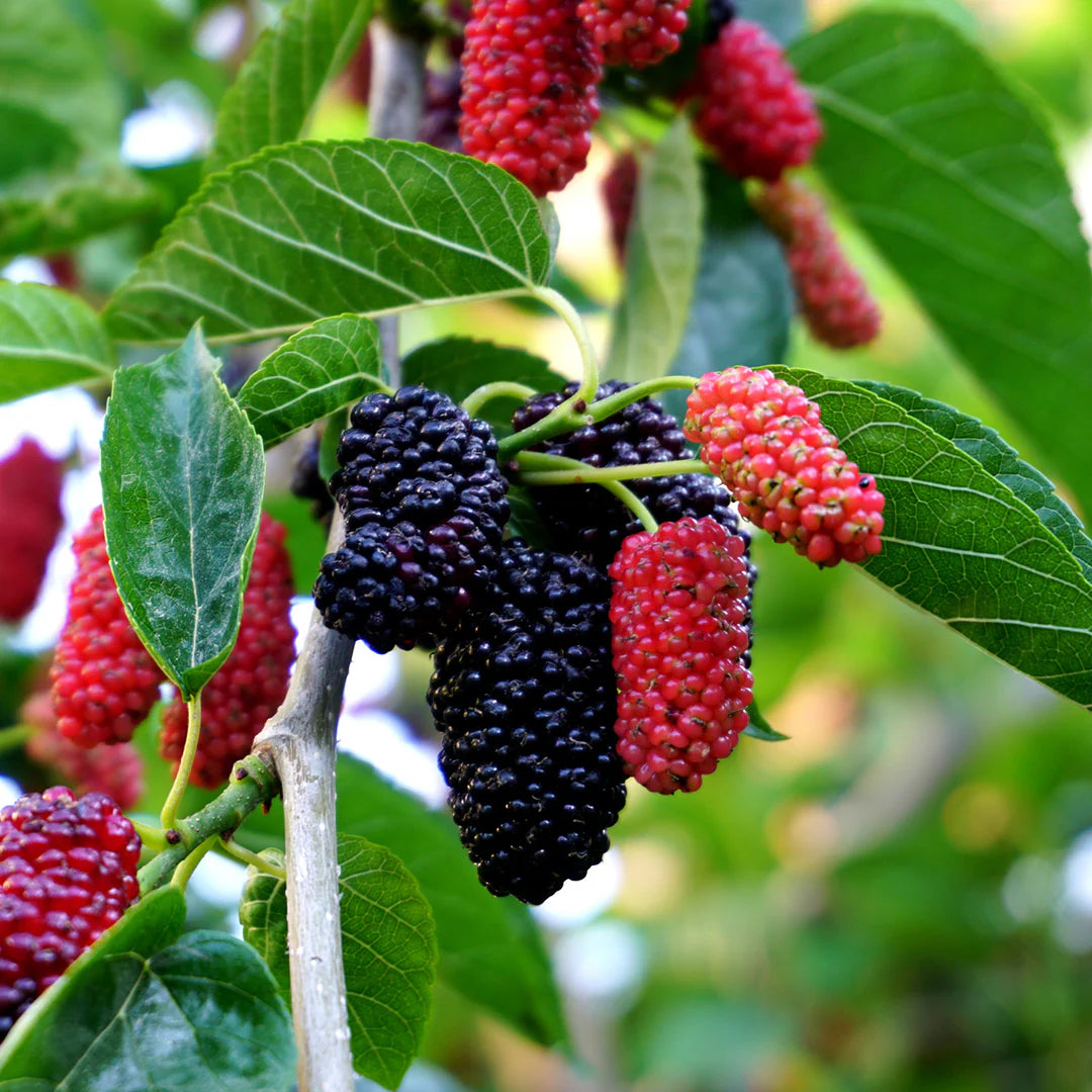 Dwarf Everbearing Mulberry Starter Plant