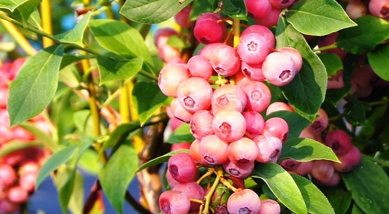 2- Pack Pink Lemonade Blueberry Starter Plant – Unique Pink Fruit Bush for Containers & Home Gardens