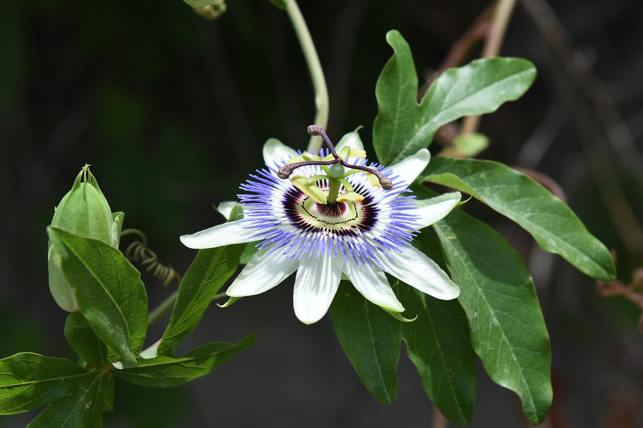 Passionfruit Purple Possom (Passiflora Edulis) Starter Plant - Fast-Growing - Edible - Tropical Vine - Hardy