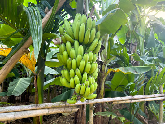 Banana Tree 'Dwarf Cavendish' (Musa acuminata) Starter Plant - Fast Growing, Edible Fruit - Perfect for Indoors or Small Gardens