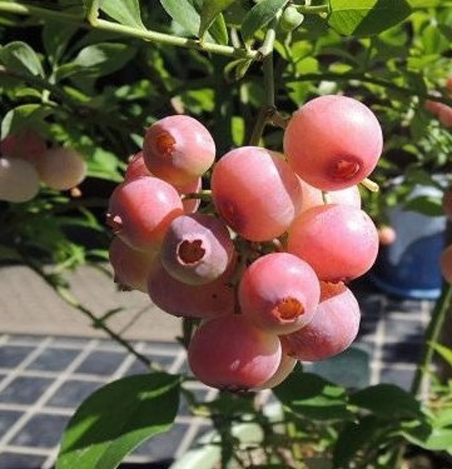 2- Pack Pink Lemonade Blueberry Starter Plant – Unique Pink Fruit Bush for Containers & Home Gardens
