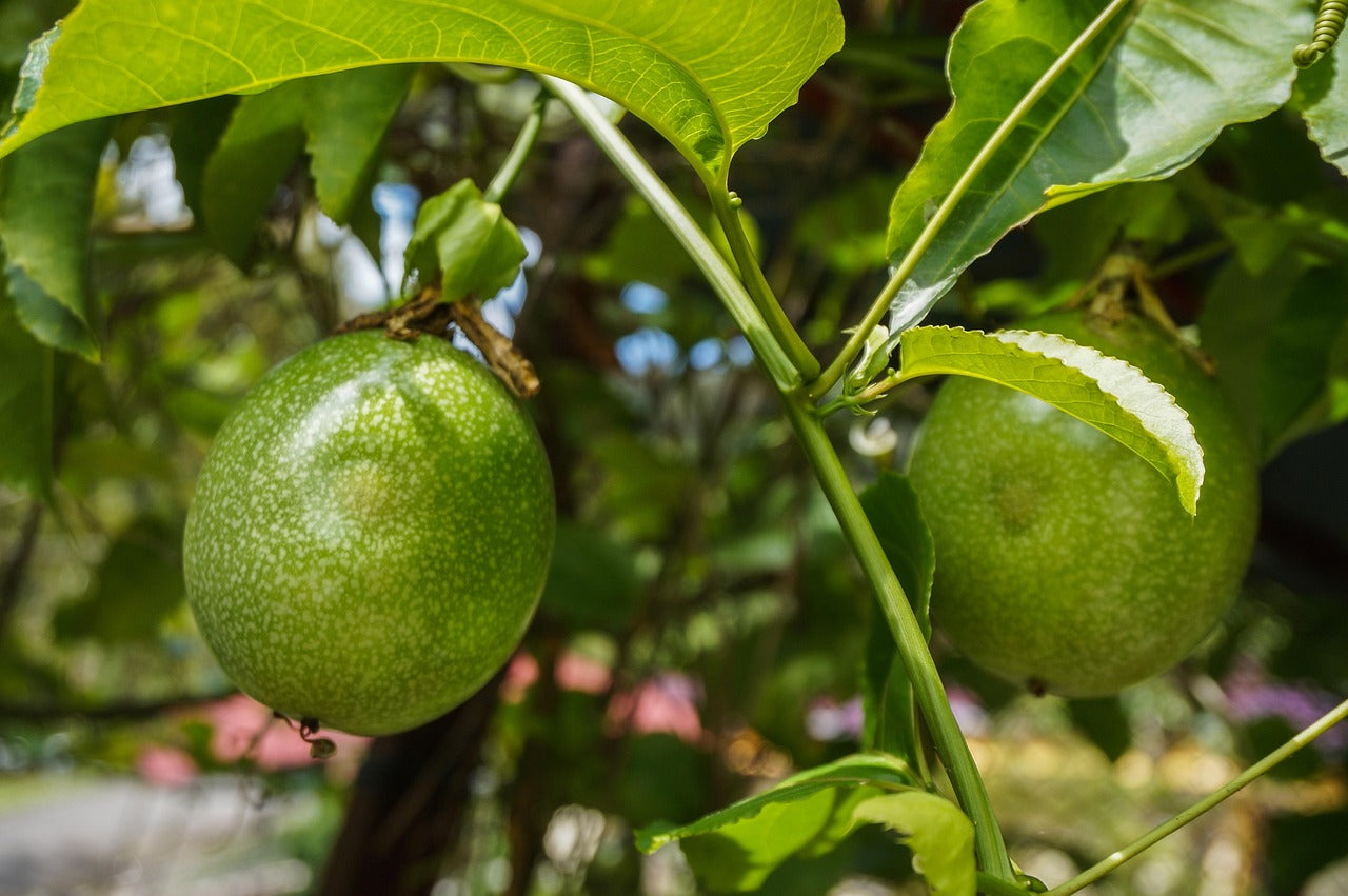 Passionfruit Purple Possom (Passiflora Edulis) Starter Plant - Fast-Growing - Edible - Tropical Vine - Hardy
