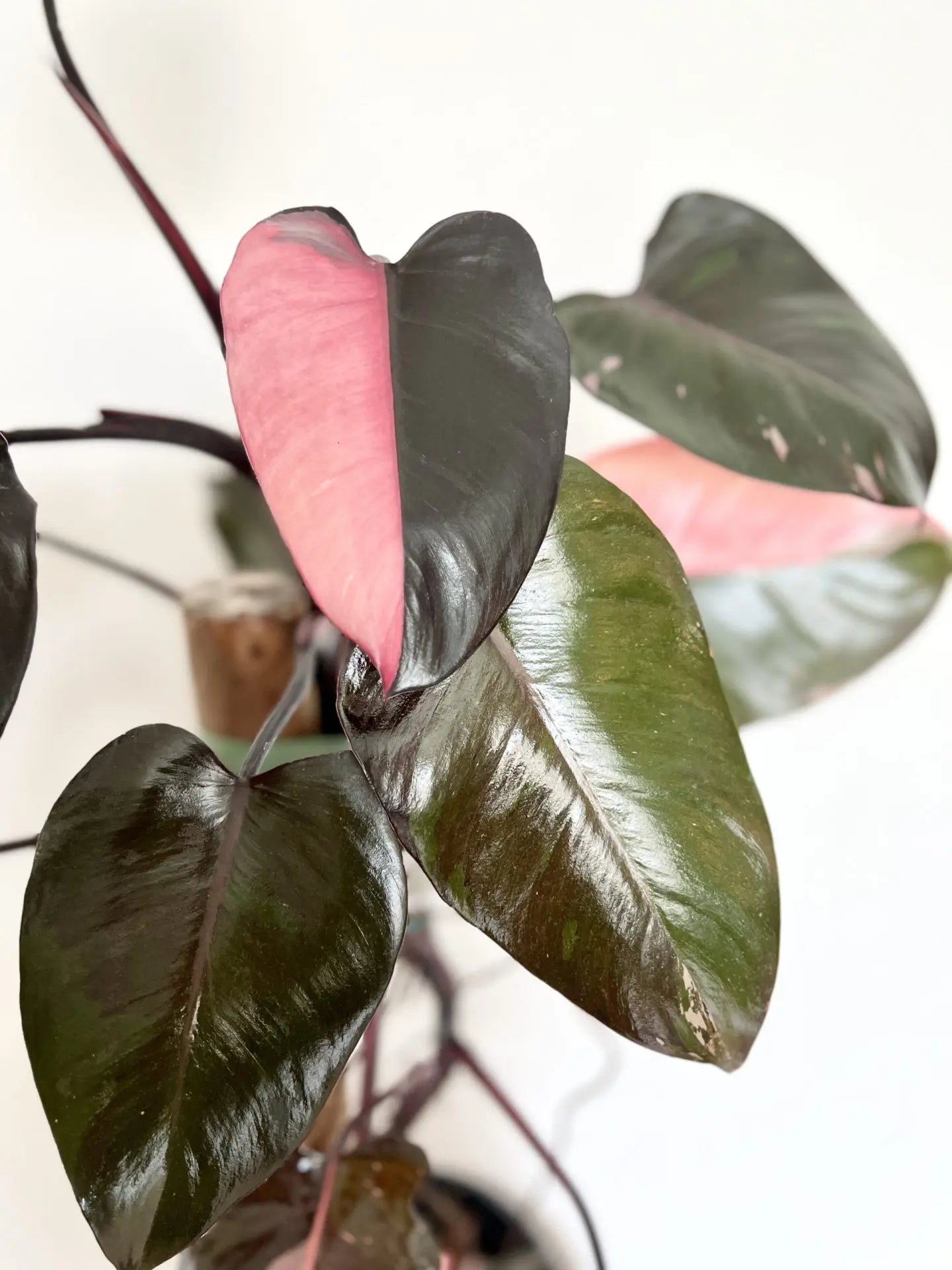 Cosmetically Blemished Pink Princess Philodendron in 4” Pot- RARE - Low Maintenance, Houseplant, Indoors, Outdoors, Can be grown anywhere