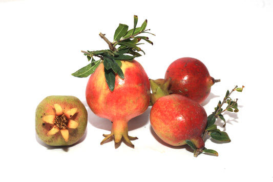 2-Pack Dwarf Red Pomegranate Starter Plant – Compact & Fruitful for Containers & Small Gardens