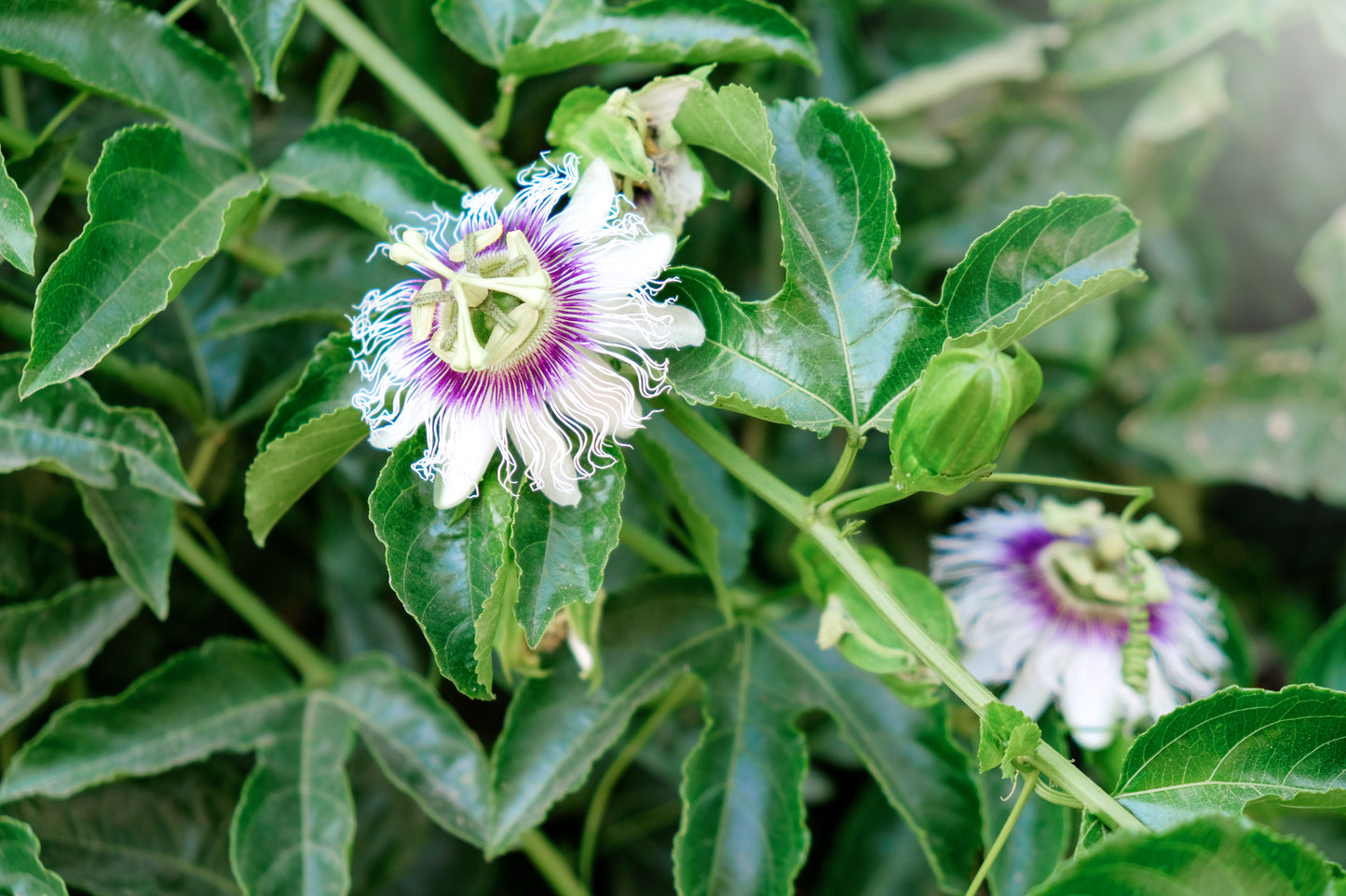 2-Pack Sweet Sunrise Passionfruit (Passiflora edulis 'Sweet Sunrise') Starter Plant– Tropical Vine for Golden, Aromatic Fruit