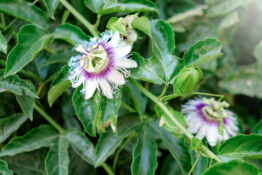 2-Pack Sweet Sunrise Passionfruit (Passiflora edulis 'Sweet Sunrise') Starter Plant– Tropical Vine for Golden, Aromatic Fruit