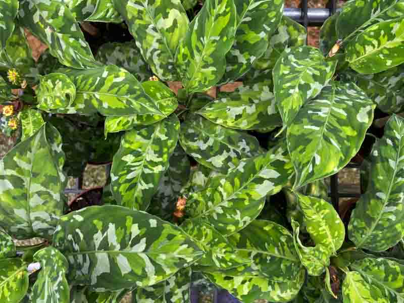 Aglaonema Pictum Tricolor - RARE - Variegated Houseplant - Collector - Camouflage - STARTER PLANT