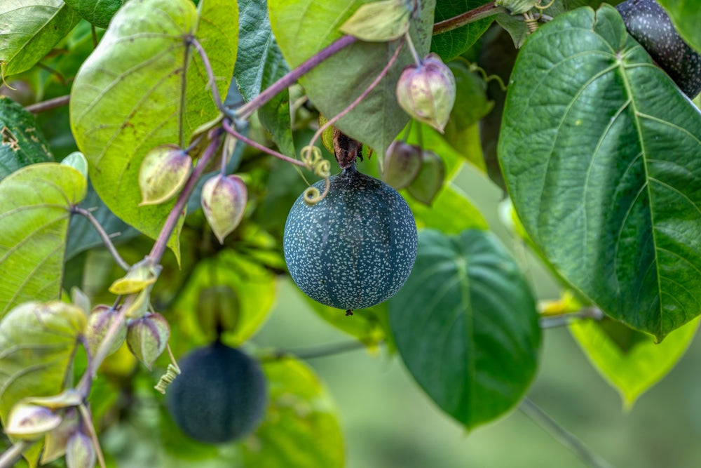 2-Pack Sweet Granadilla (Passiflora ligularis) Starter Plant – Tropical Passionfruit Vine with Sweet, Aromatic Pulp