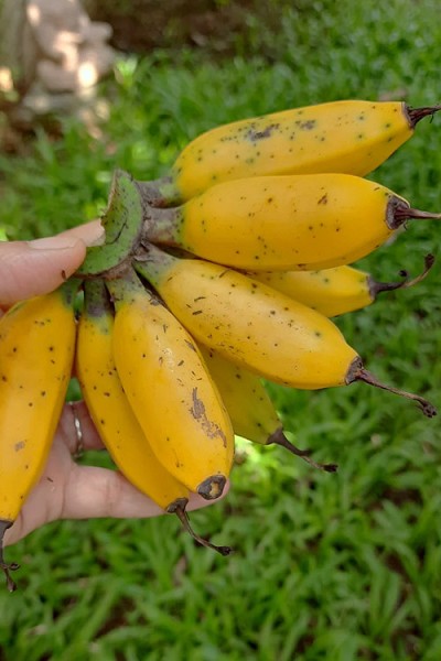 2-Pack Truly Tiny Banana Tree Starter Plant (Musa) – Dwarf Indoor Banana for Small Spaces & Containers